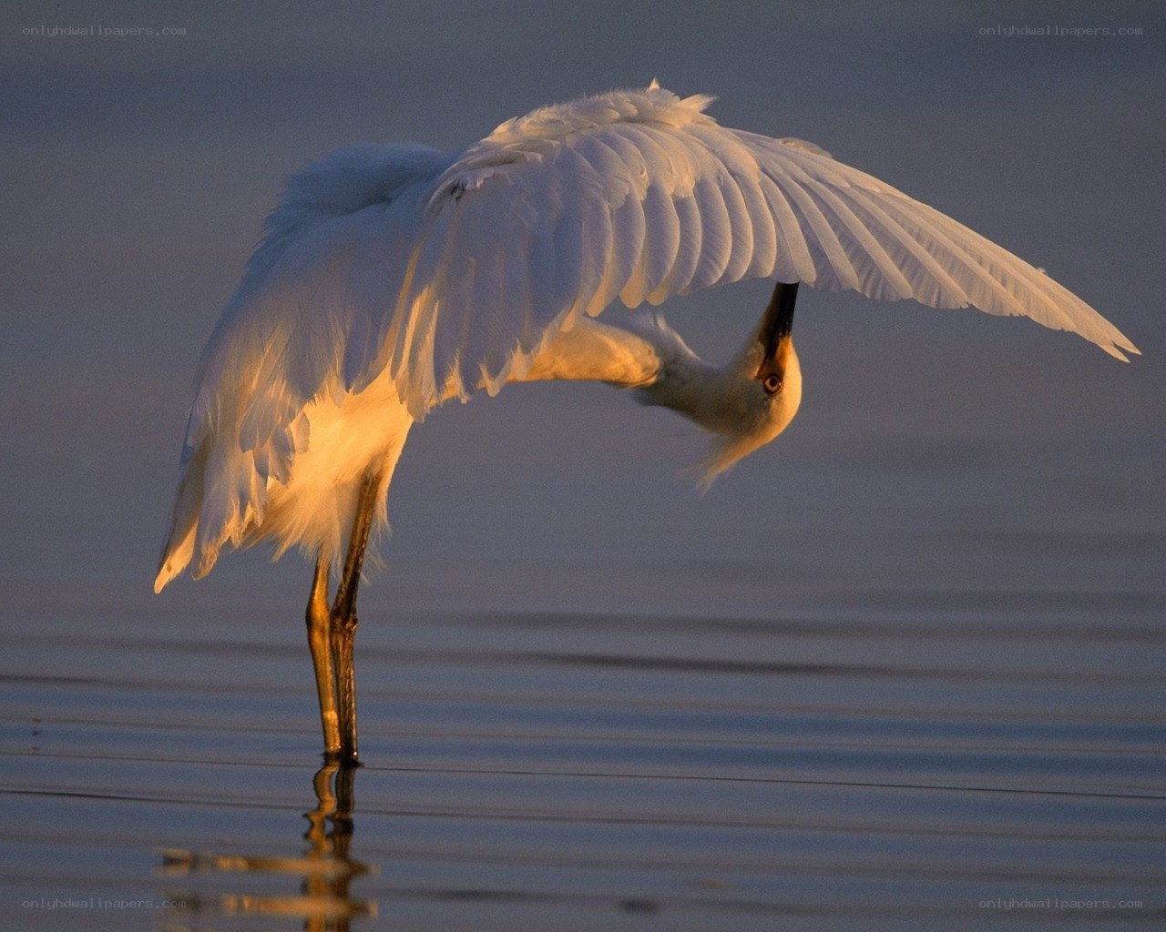 White egret preening at sunset