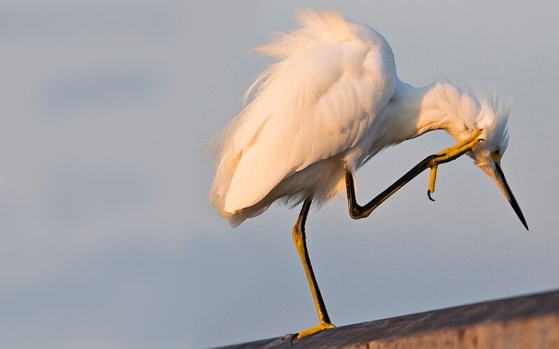 White Egret Preening — Calm