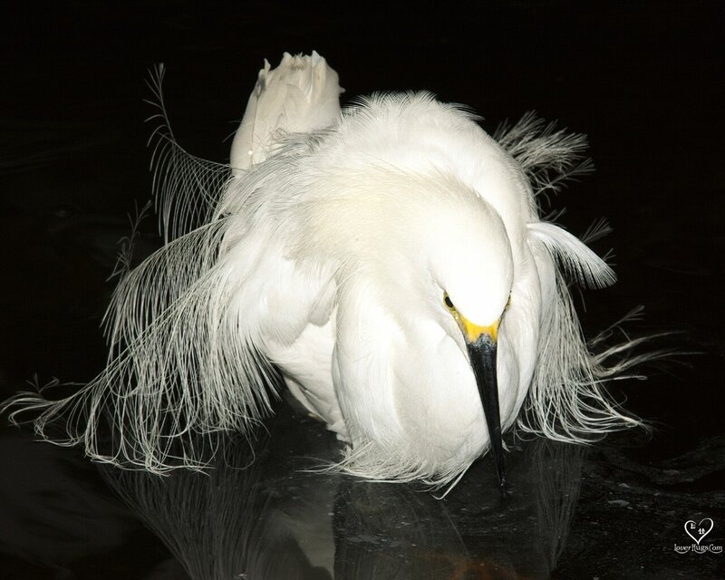 White Egret Preening