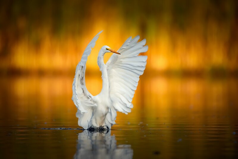 White Egret Spreading Wings
