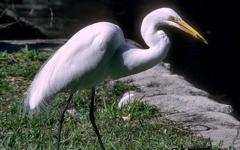White Egret Standing — Calm