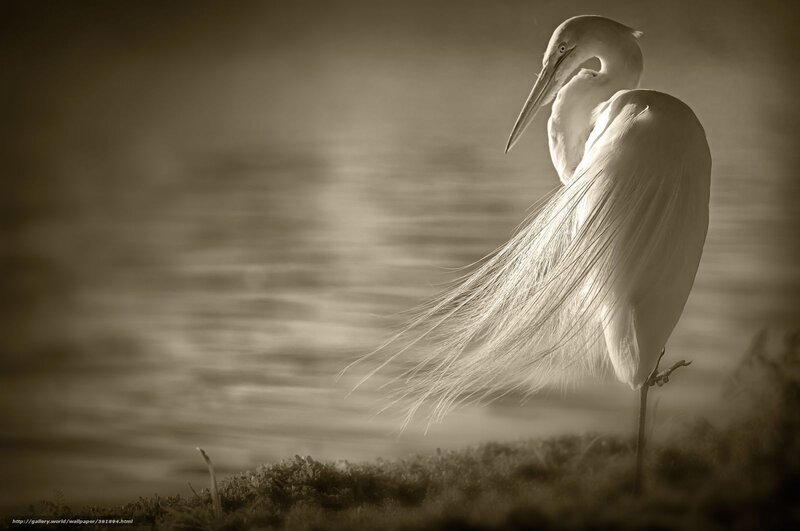 White Egret Standing — Sepia