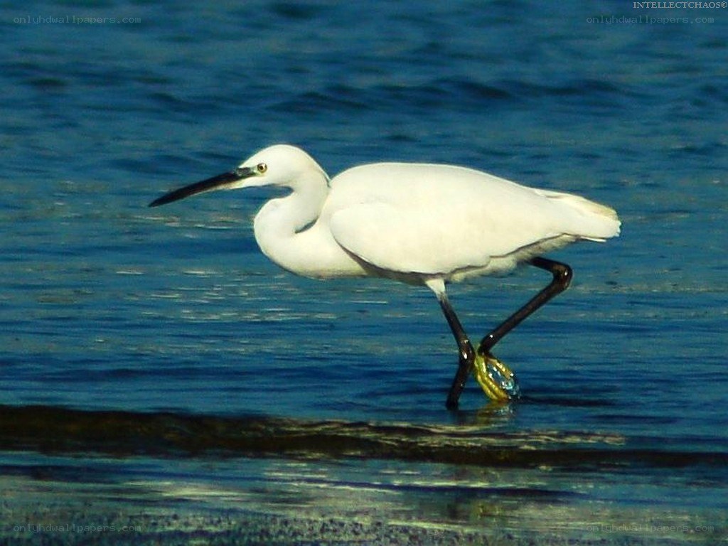 white egret wading in water