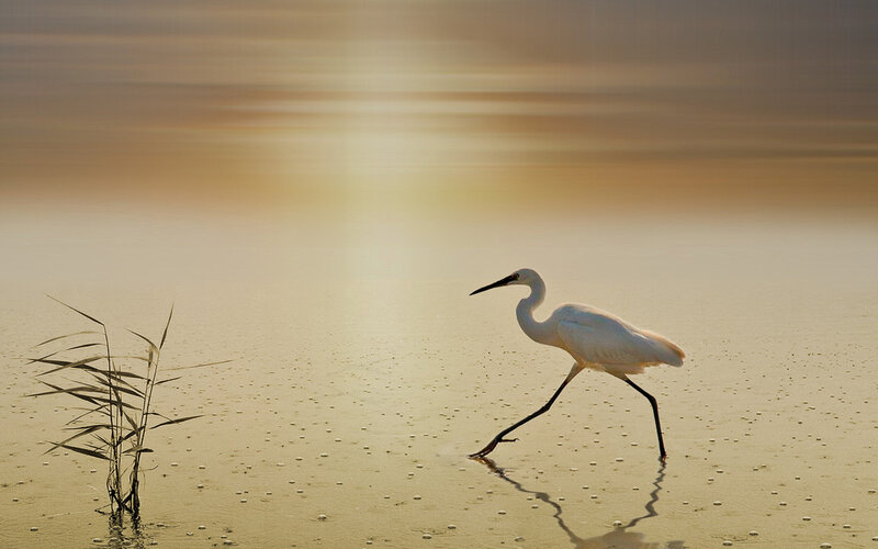 White Egret Walking