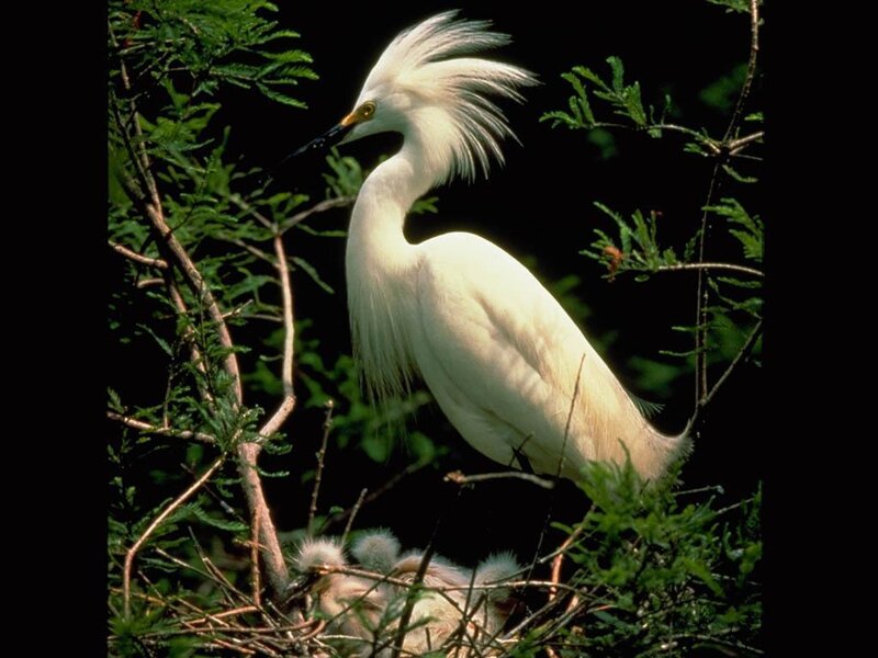 White Egret with Chicks