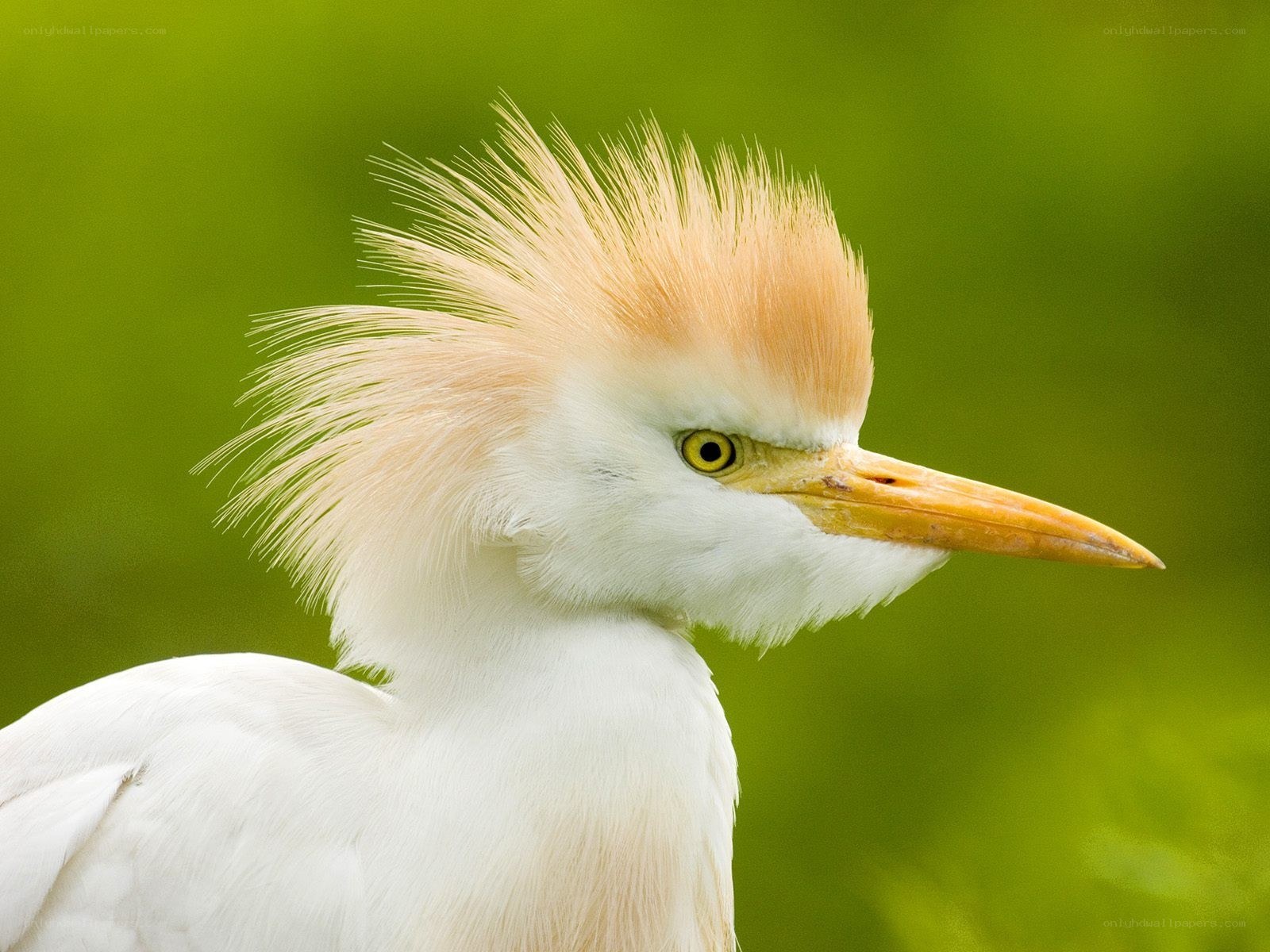 White egret with crest