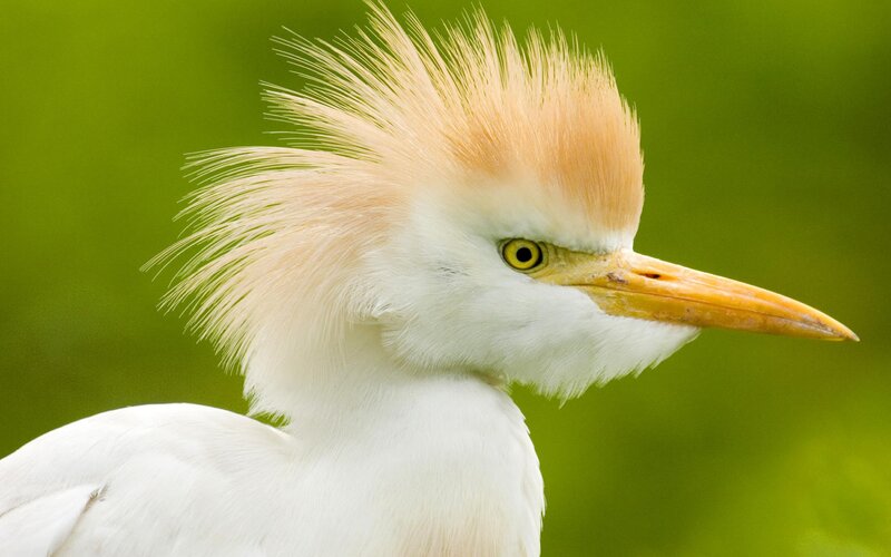white egret with crest