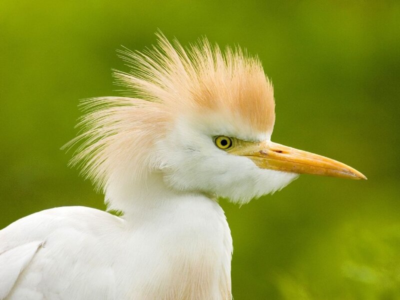 White Egret with Crest — Calm, Photograph, Bird, Beak