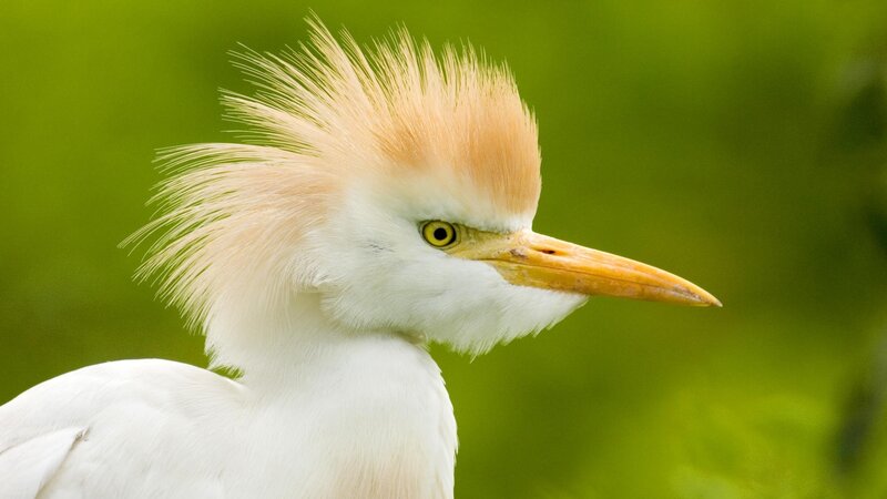 White Egret with Crest — Calm, Photograph, Bird