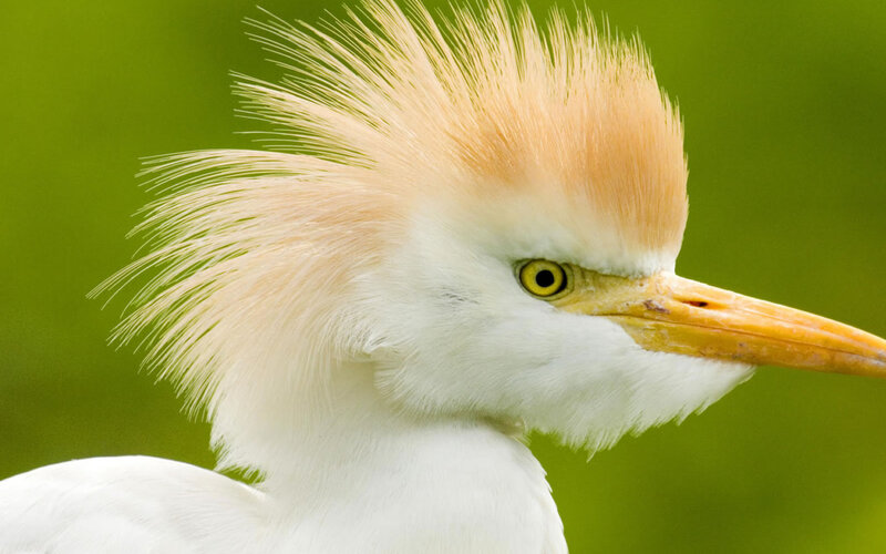 White Egret with Crest — Calm
