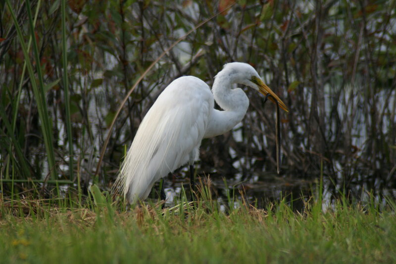 White Egret with Fish