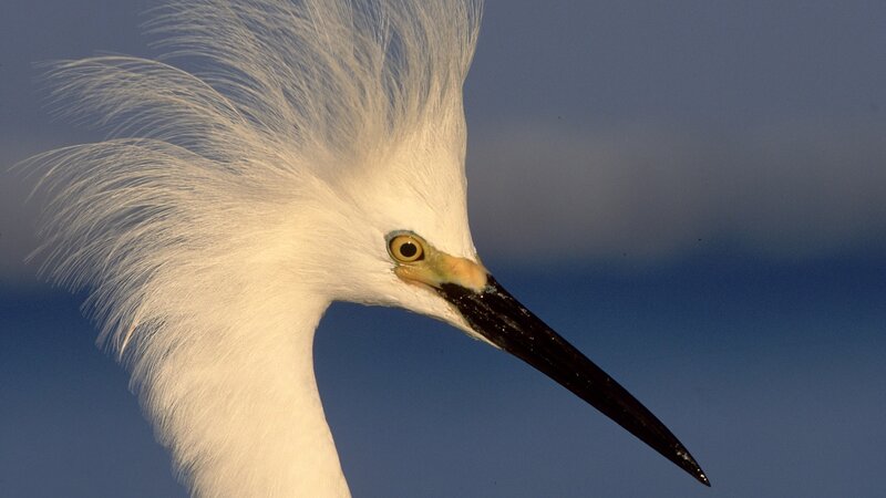 white egret with long beak