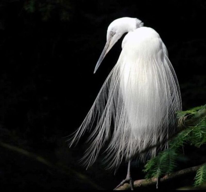 White Egret with Long Plumes