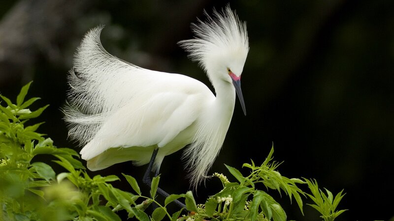 White egret with plumes
