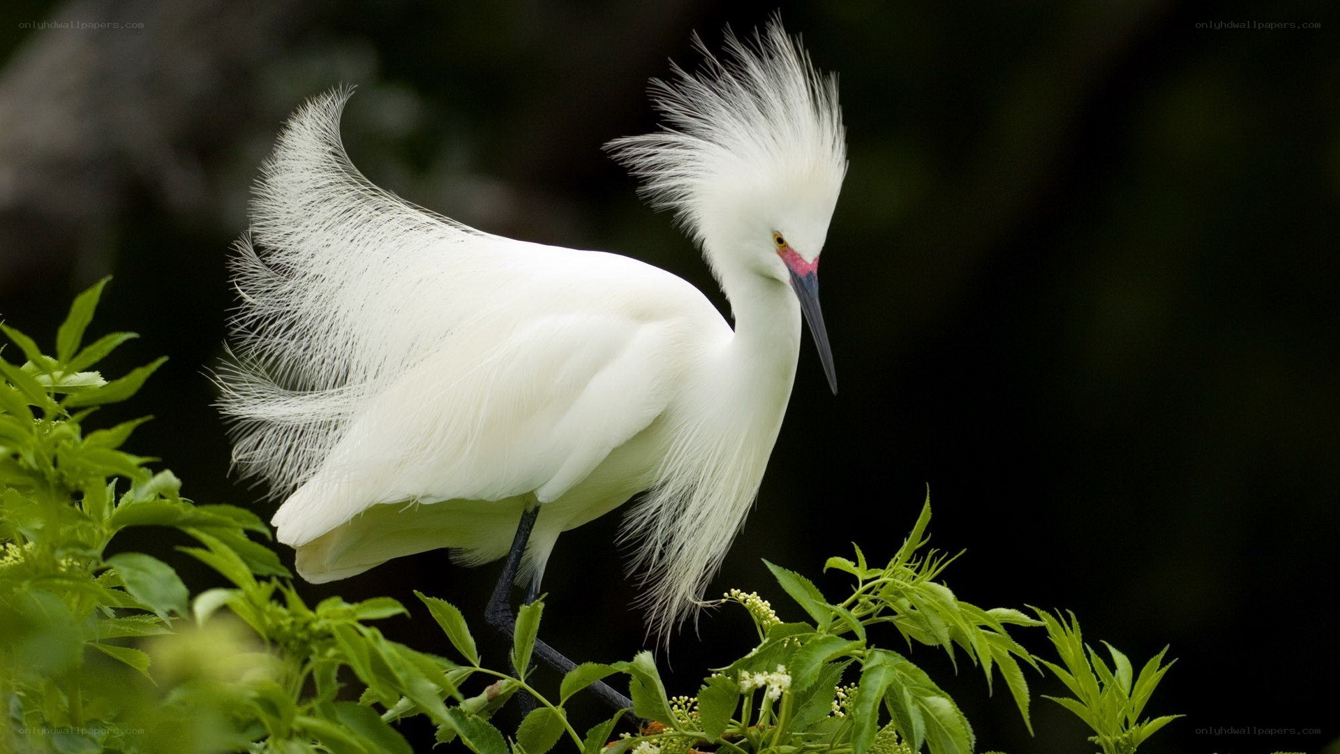 White egret with plumes
