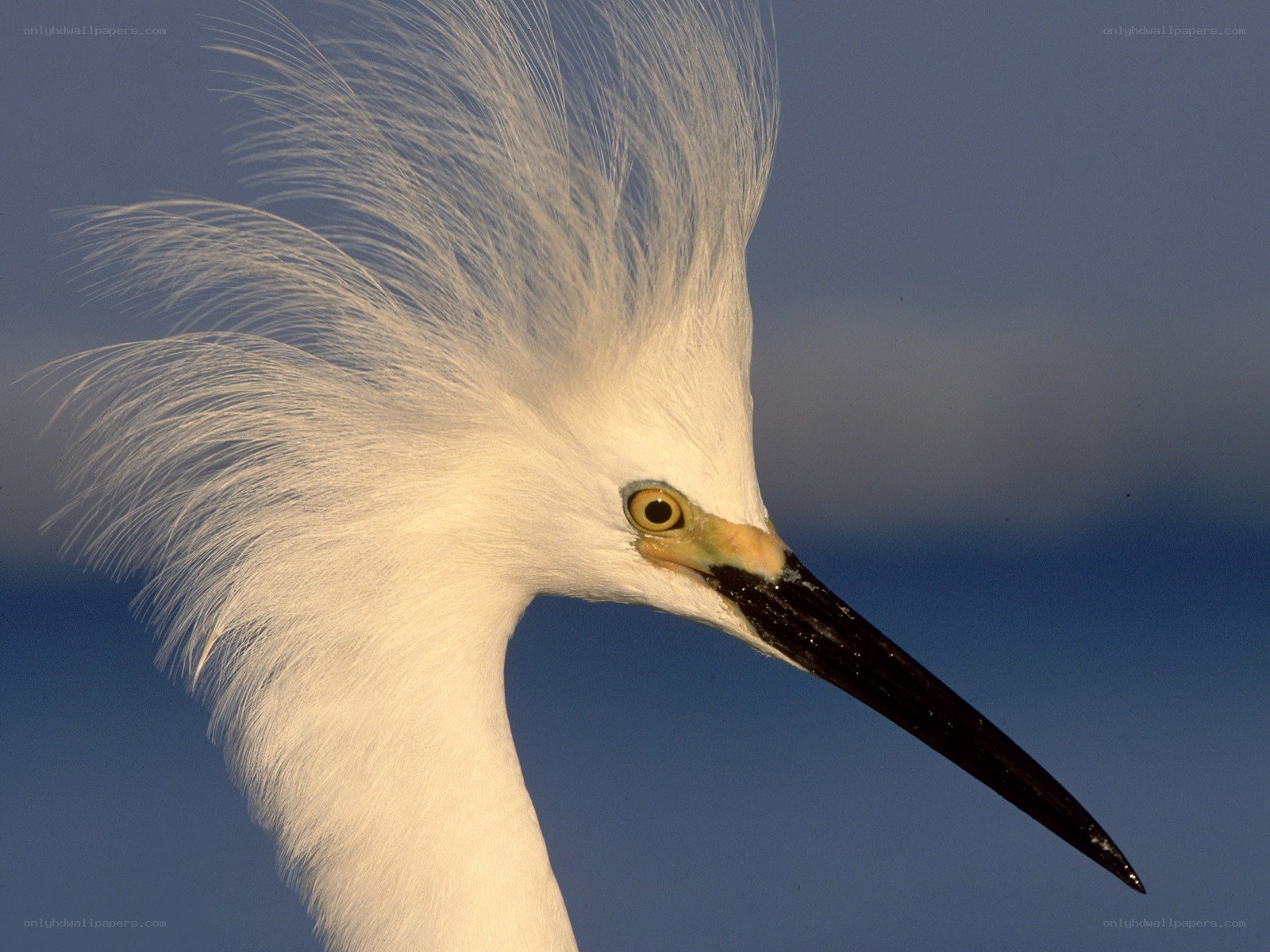 White egret with plumes