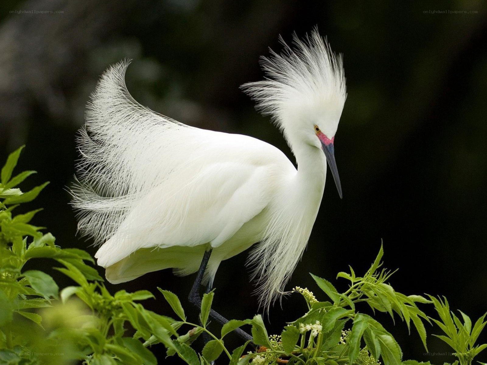 White egret with plumes
