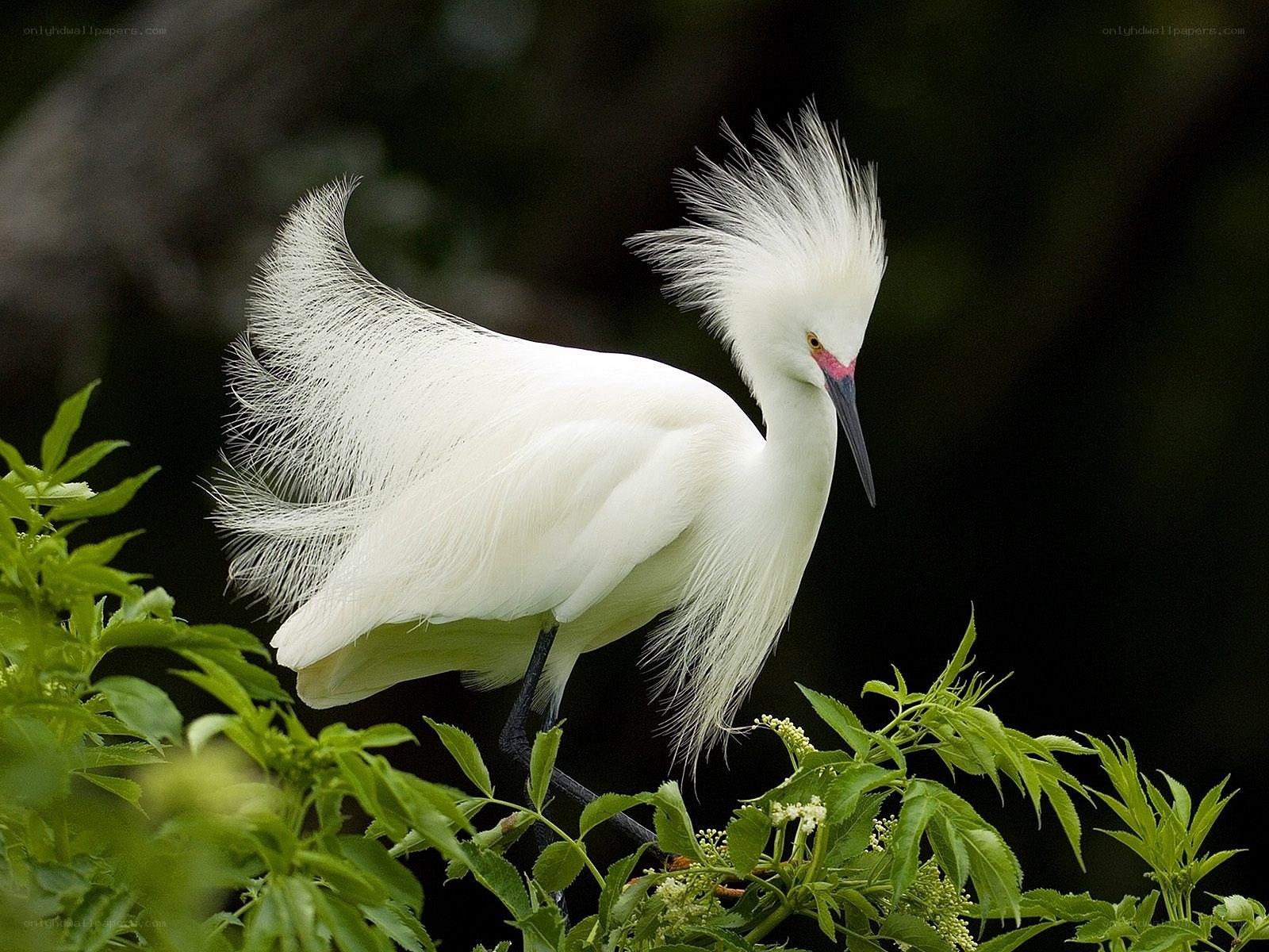 White egret with plumes