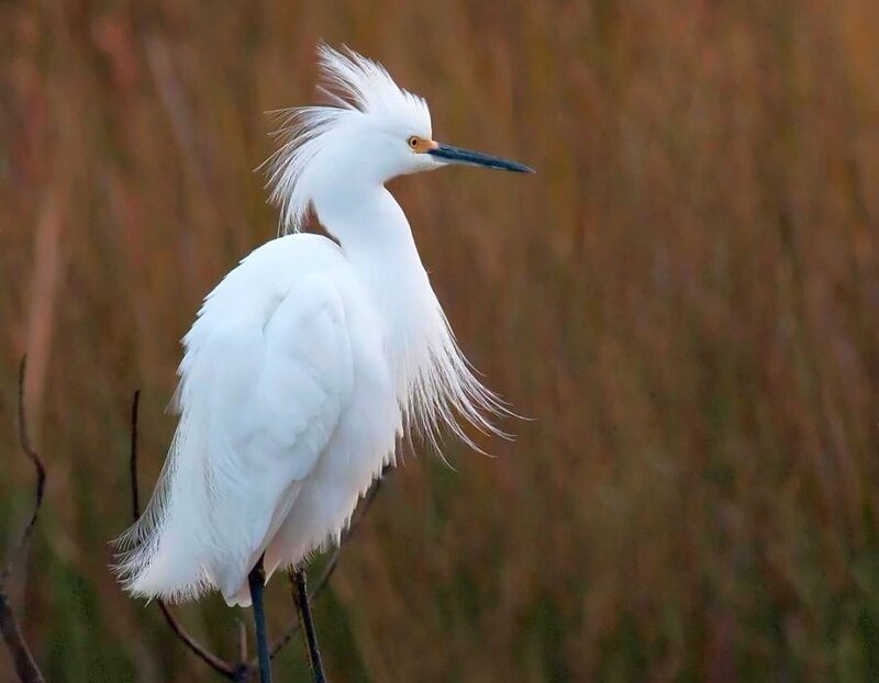 White egret with plumes