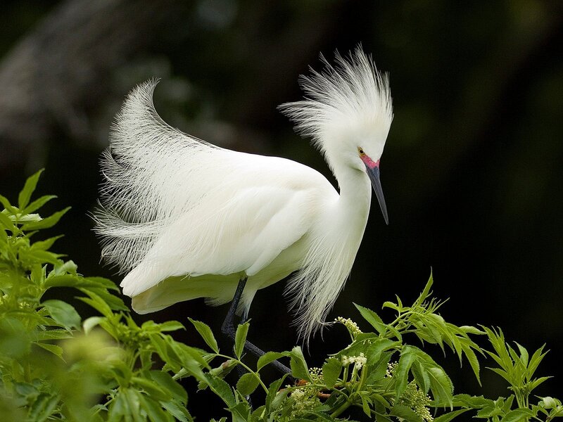 White Egret with Plumes — Serene, Afternoon, Photograph, Green Leaves