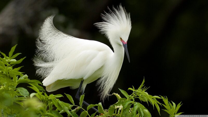White Egret with Plumes — Serene, Afternoon