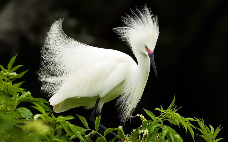 White Egret with Plumes — Serene, Photograph, Green Leaves, Plants