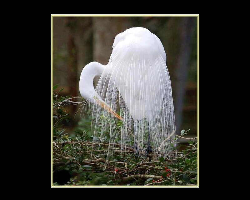 White Egret with Plumes — Serene, Photograph