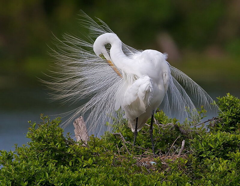 White Egret with Plumes — Serene