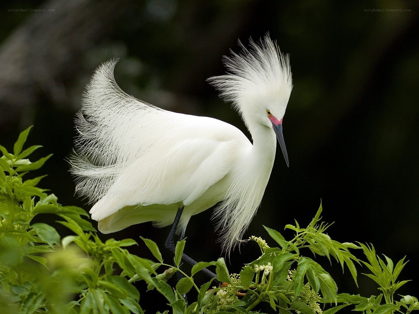 White egret with plumes