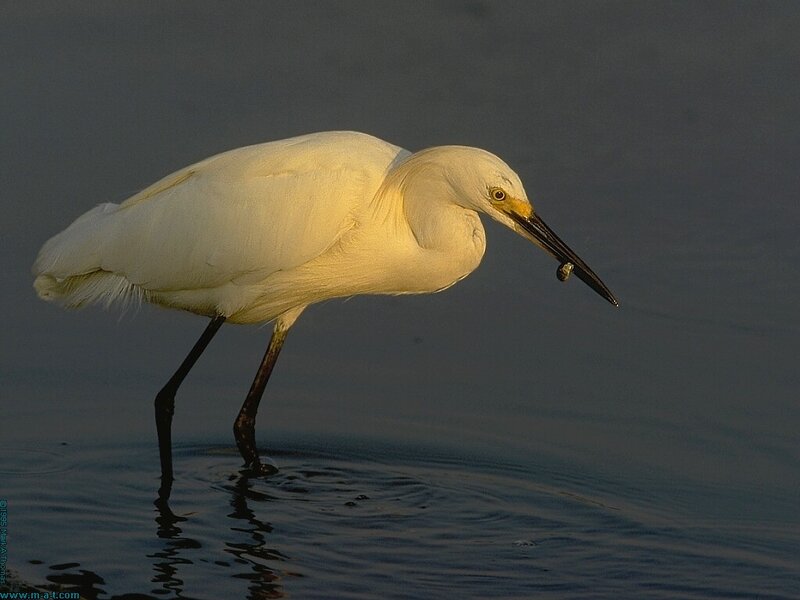 White egret with prey