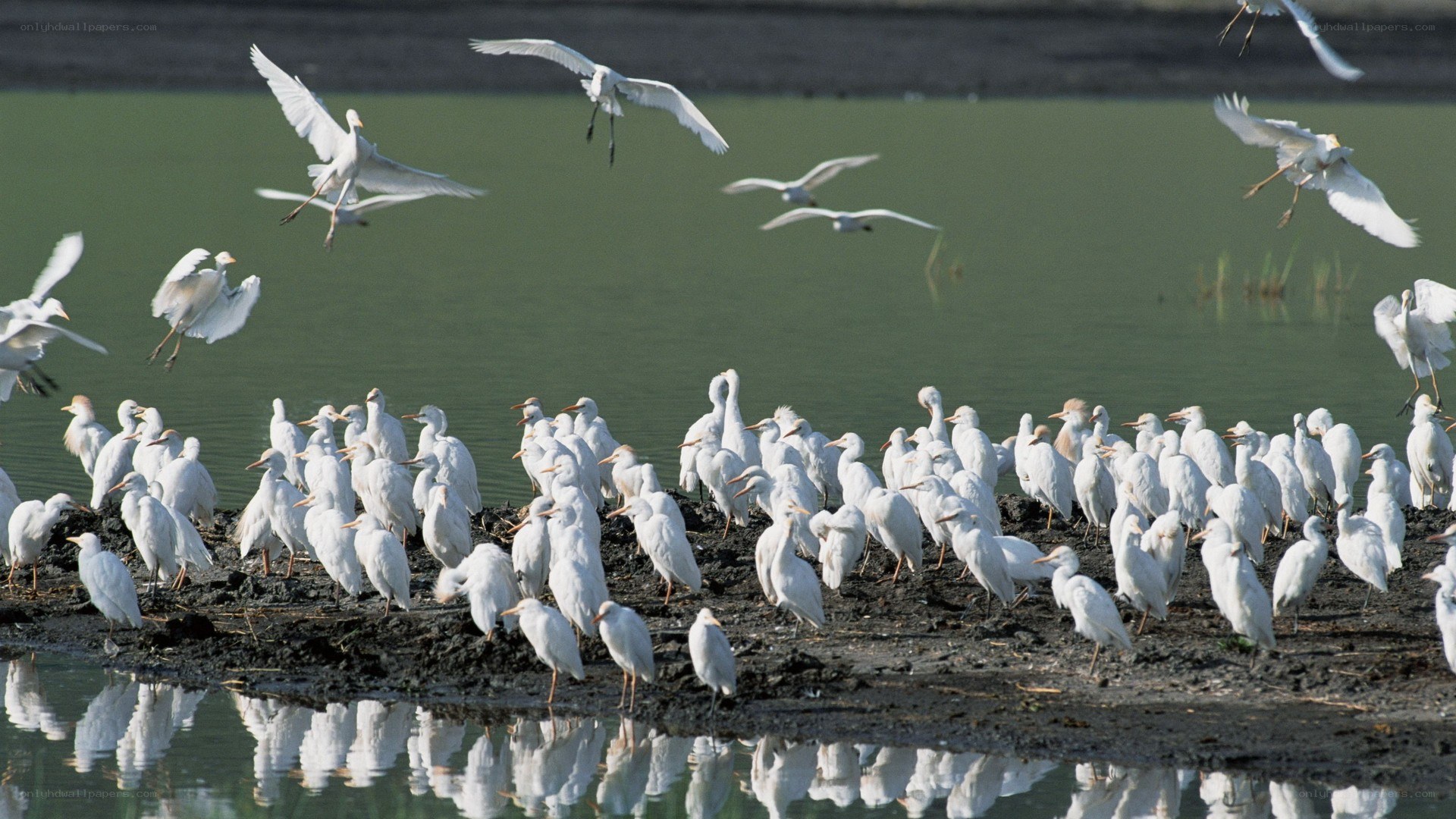 White egrets at a wetland