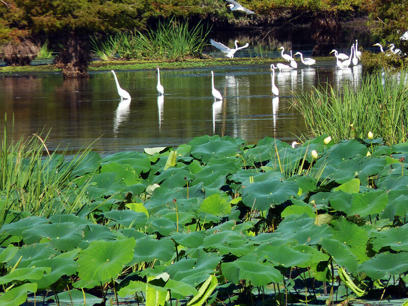 White egrets in a pond