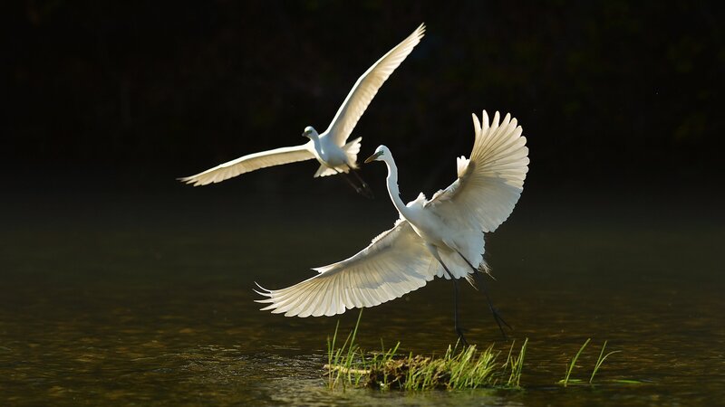 White Egrets in Flight — Dramatic