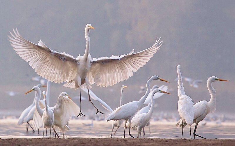 White Egrets in Flight — Serene