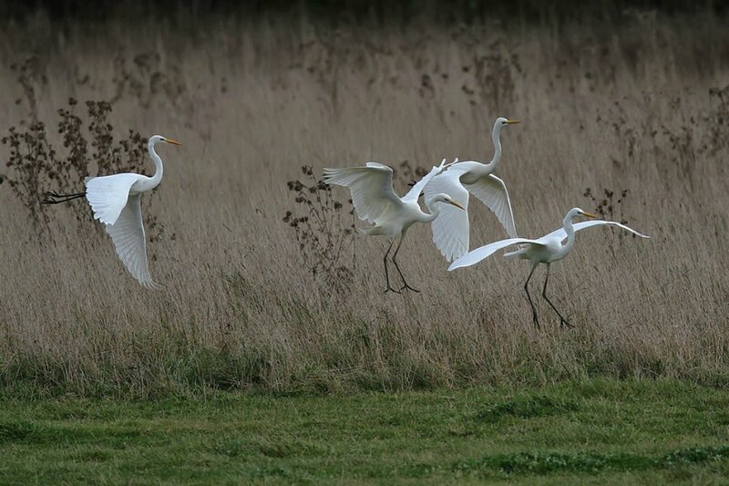 White Egrets in Flight