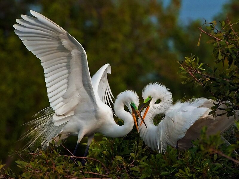 White Egrets in Nest — Natural