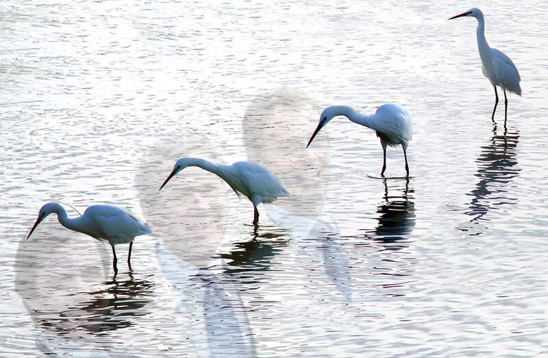 White egrets in shallow water