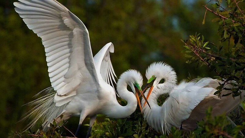 White Egrets in Trees — Natural