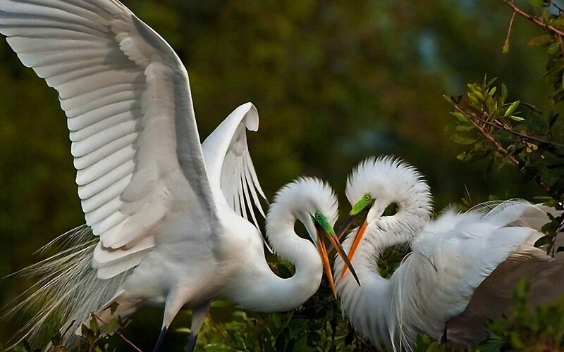 White Egrets in Trees
