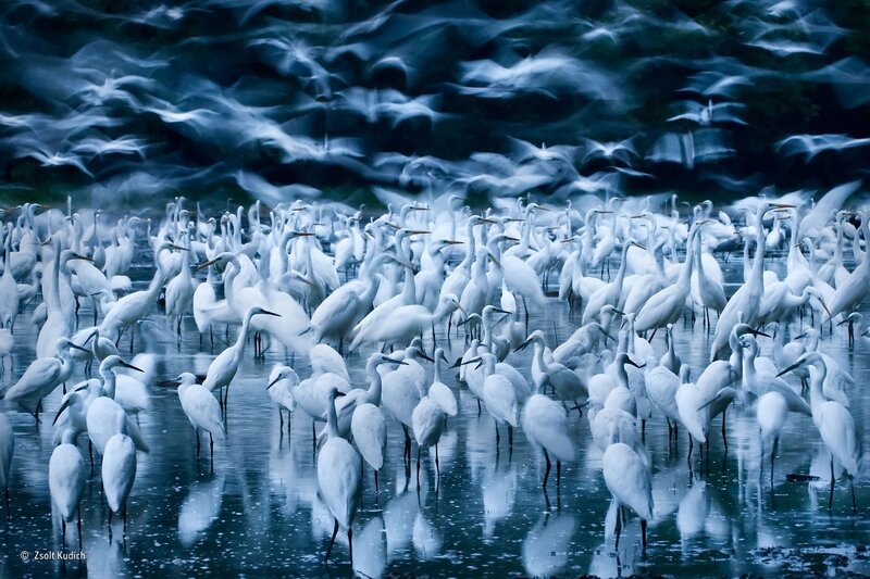 White Egrets in Water — Blue, Dramatic