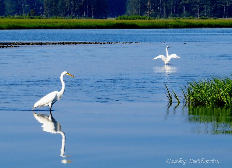 White Egrets in Water — Blue