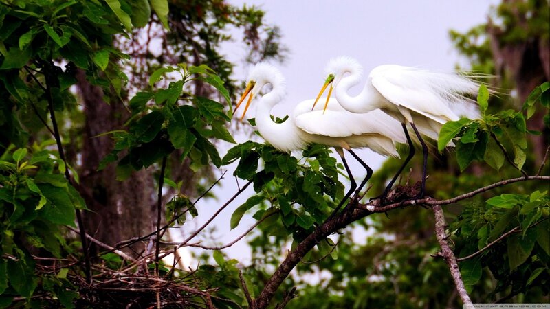 White Egrets on Branch