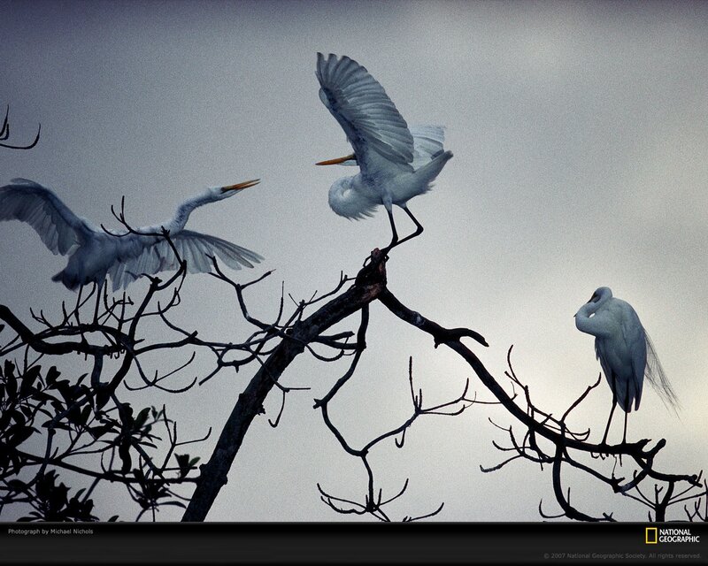 White Egrets on Branches — Gray