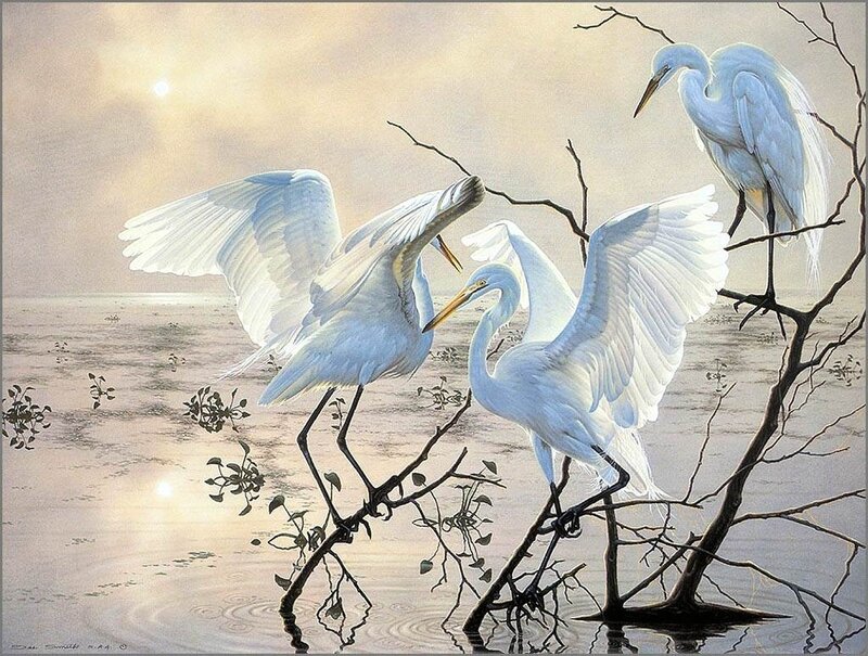 White Egrets on Branches — Serene