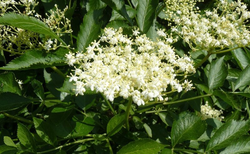 white elderflower blossoms