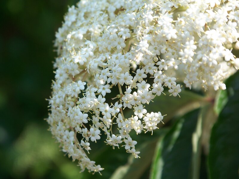 White Elderflower Cluster