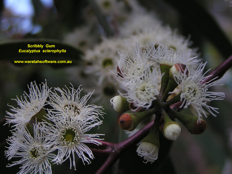 White Eucalyptus Flowers — Natural