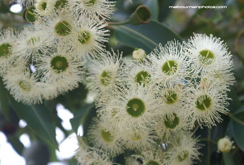 white eucalyptus flowers
