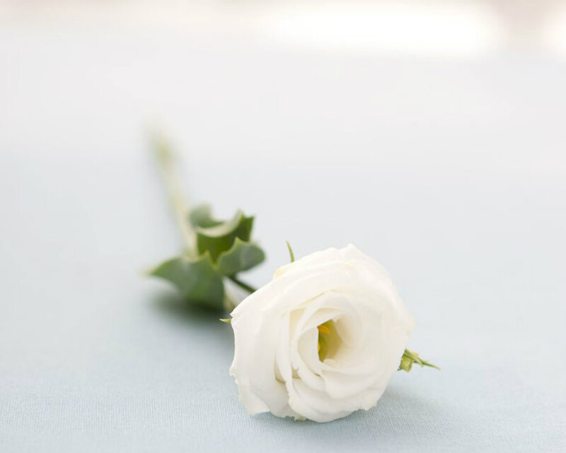 White Eustoma Flower