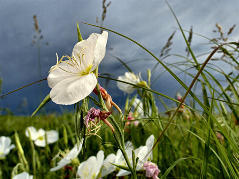 White Evening Primrose Flower